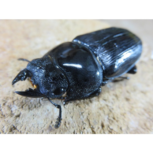 国産オオクワガタ　能勢ＹＧ　♀単５４ｍｍ