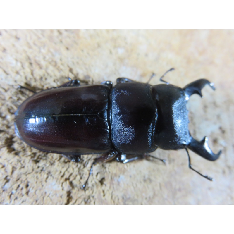 ダイトウヒラタ　♂４６ｍｍ　♀３０ｍｍ　ペア