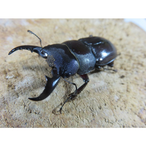 ダイトウヒラタ　♂４４ｍｍ　♀２８ｍｍ　ペア