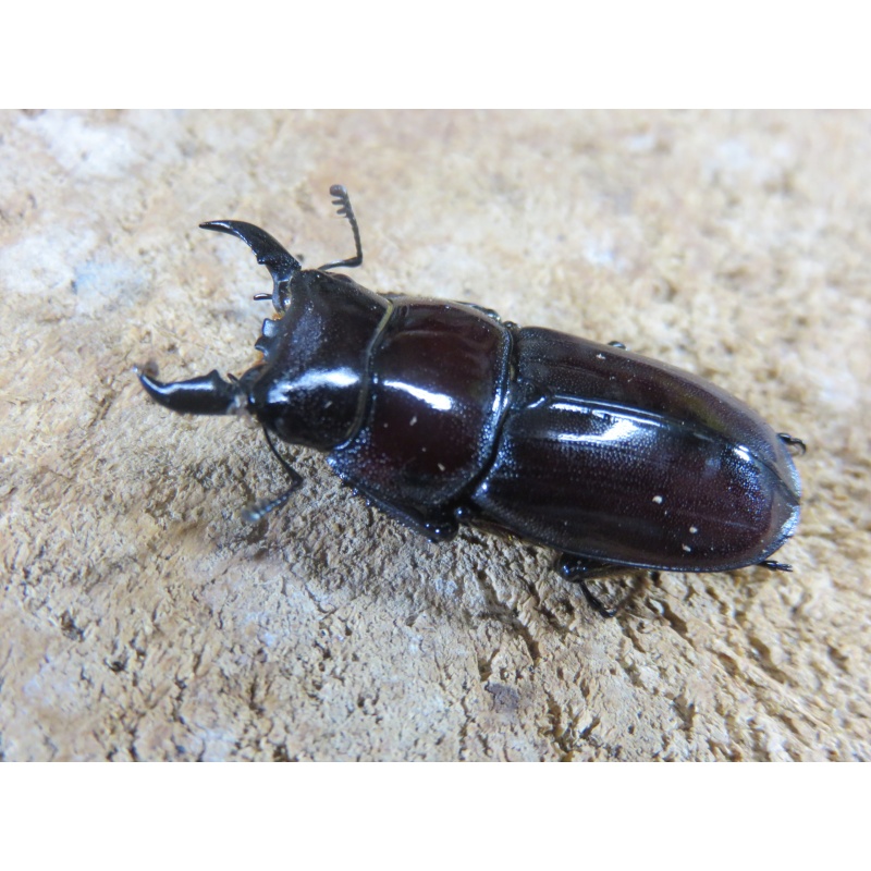 ダイトウヒラタ　♂３０ｍｍ　♀２６ｍｍ　ペア