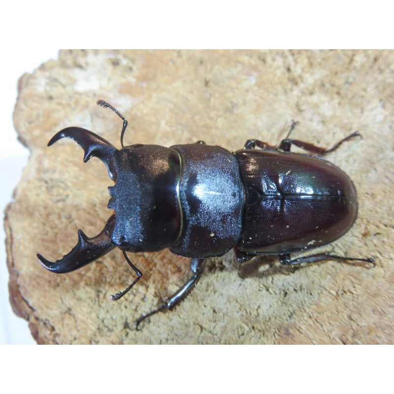 ダイトウヒラタ　♂４６ｍｍ　♀２９ｍｍ　♀２８ｍｍ　トリプル
