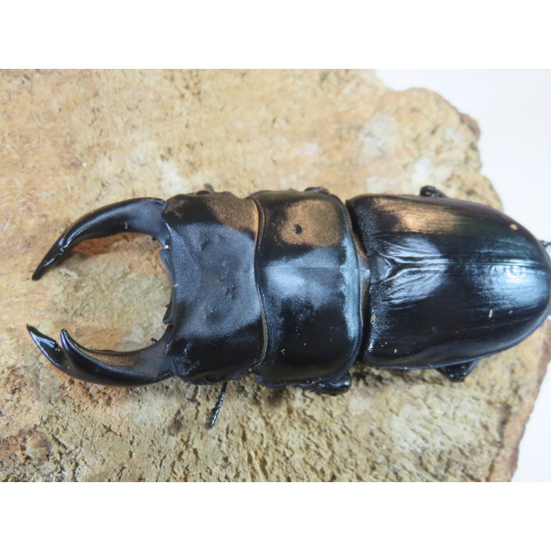 国産オオクワガタ　♂７７ｍｍ　♀５０ｍｍ　ペア