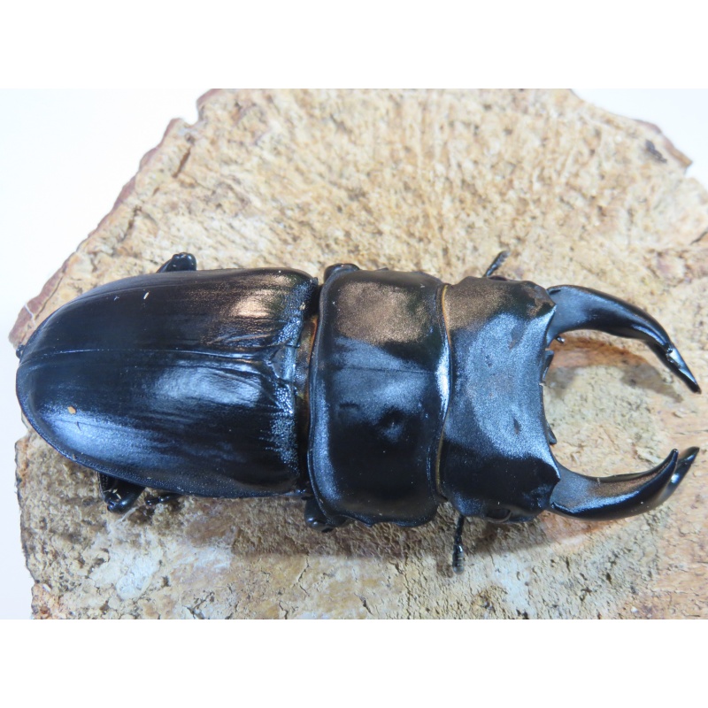 国産オオクワガタ　♂７７ｍｍ　♀５０ｍｍ　ペア