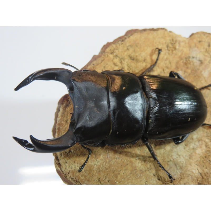 国産オオクワガタ　♂７７ｍｍ　♀５０ｍｍ　ペア