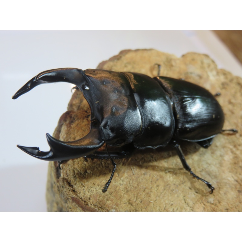 国産オオクワガタ　♂７７ｍｍ　♀５０ｍｍ　ペア
