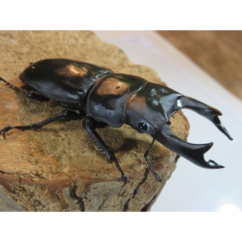 国産オオクワガタ　♂７７ｍｍ　♀５０ｍｍ　ペア