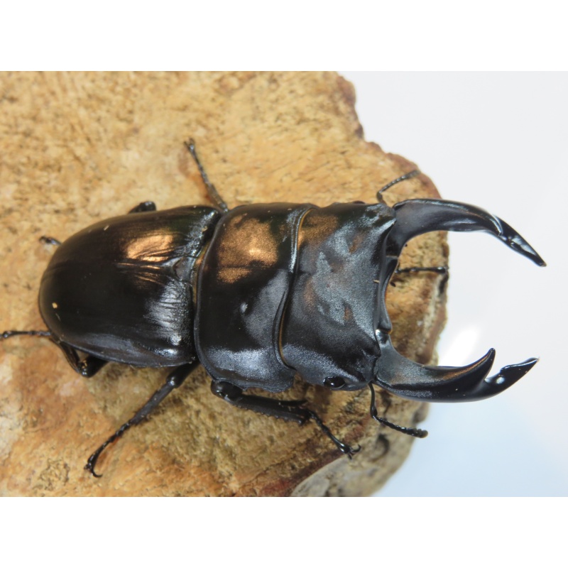 国産オオクワガタ　♂７７ｍｍ　♀５０ｍｍ　ペア