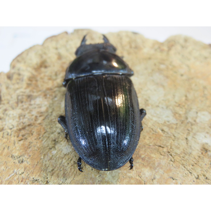 国産オオクワガタ　♂７７ｍｍ　♀５０ｍｍ　ペア