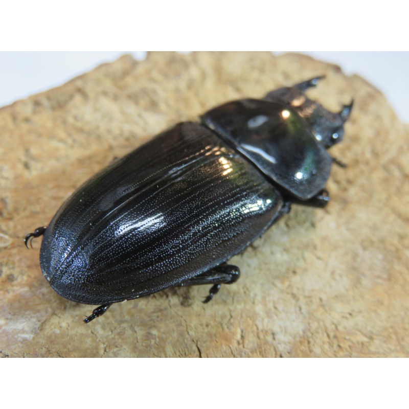 国産オオクワガタ　♂７７ｍｍ　♀５０ｍｍ　ペア