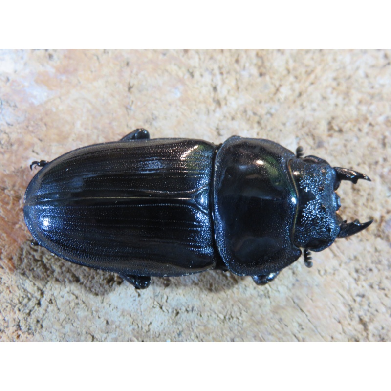 国産オオクワガタ　♂７７ｍｍ　♀５０ｍｍ　ペア