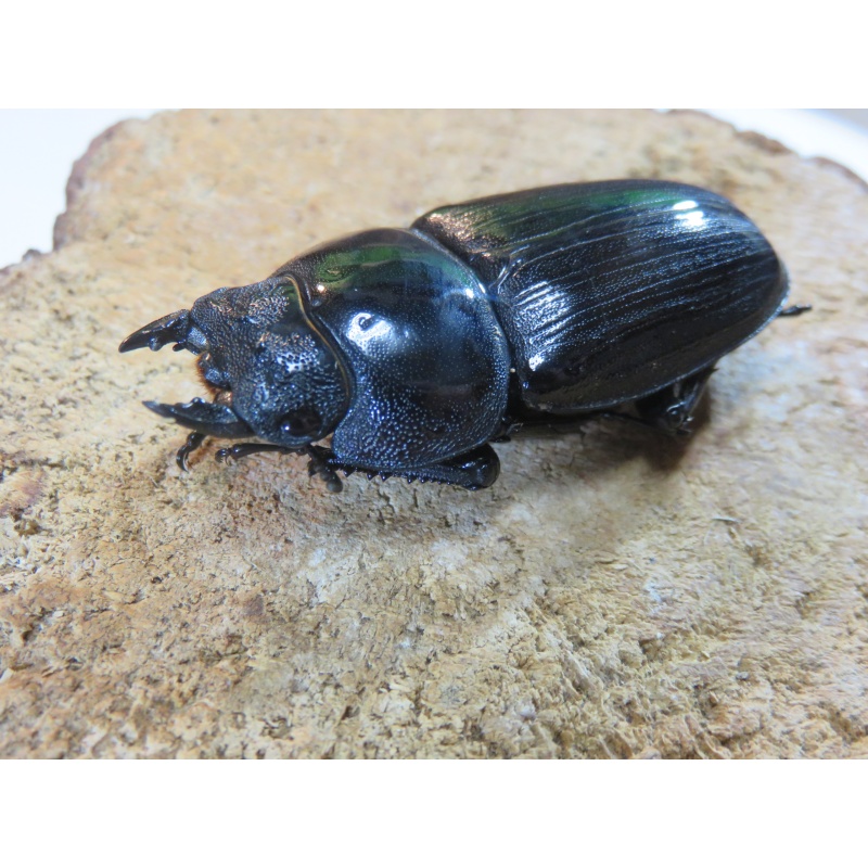国産オオクワガタ　♂７７ｍｍ　♀５０ｍｍ　ペア