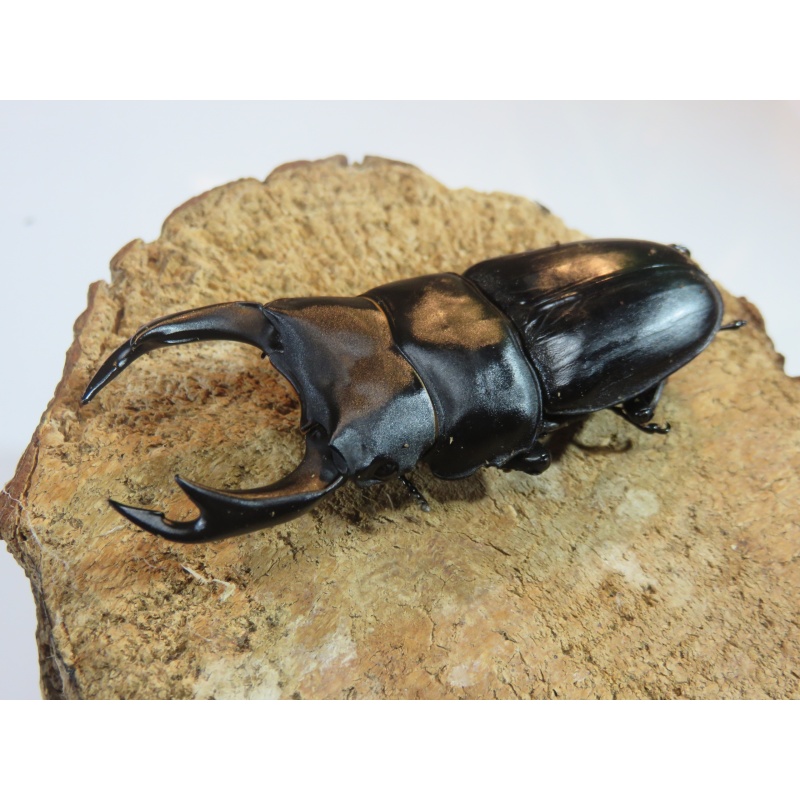 国産オオクワガタ　♂７４ｍｍ　♀５０ｍｍ　ペア