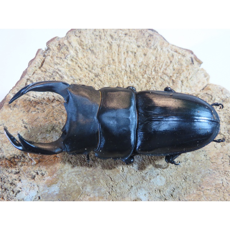 国産オオクワガタ　♂７４ｍｍ　♀５０ｍｍ　ペア
