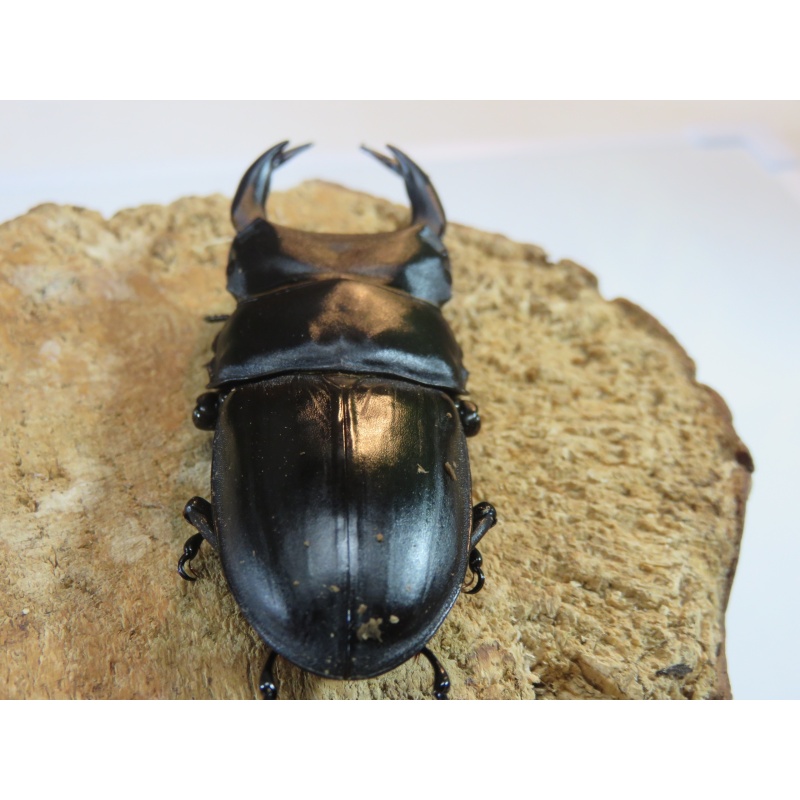 国産オオクワガタ　♂７４ｍｍ　♀５０ｍｍ　ペア