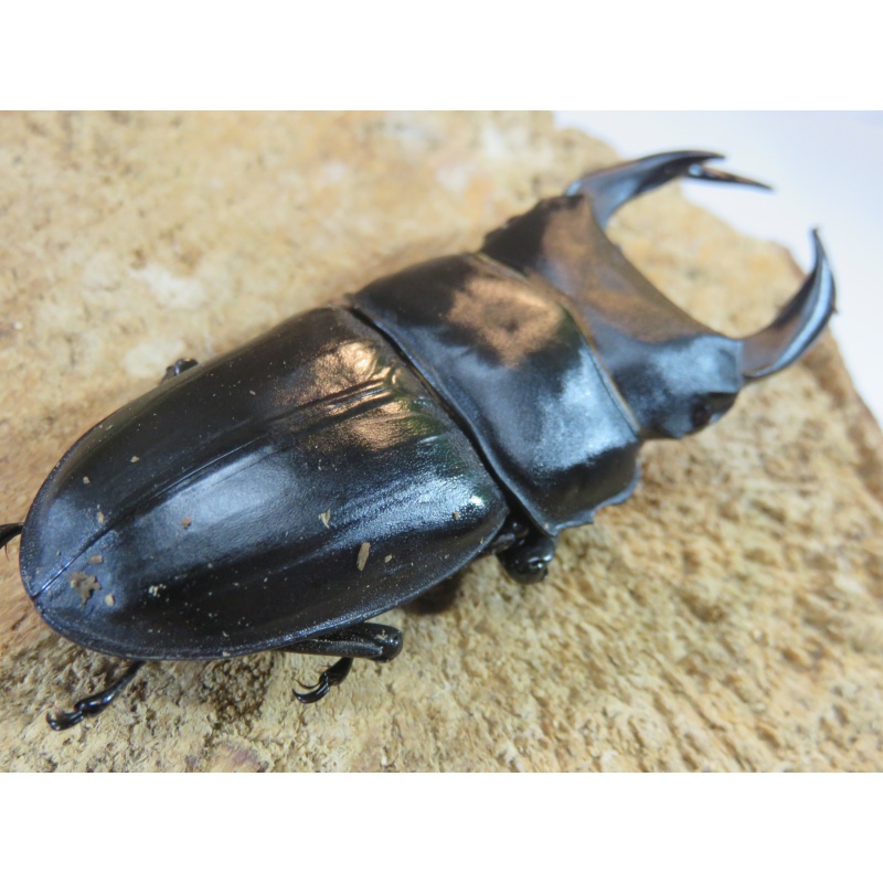 国産オオクワガタ　♂７４ｍｍ　♀５０ｍｍ　ペア