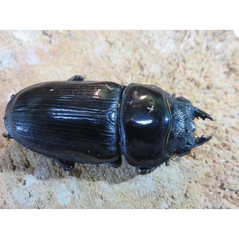 国産オオクワガタ　♂７４ｍｍ　♀５０ｍｍ　ペア
