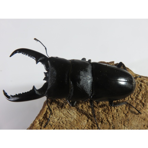 タカラヒラタ　♂７２ｍｍ　♀４２ｍｍ　ペア