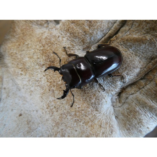 ダイトウヒラタ 1♂2♀セット