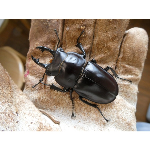 石垣島産 ヤエヤママルバネ♂59ミリペア