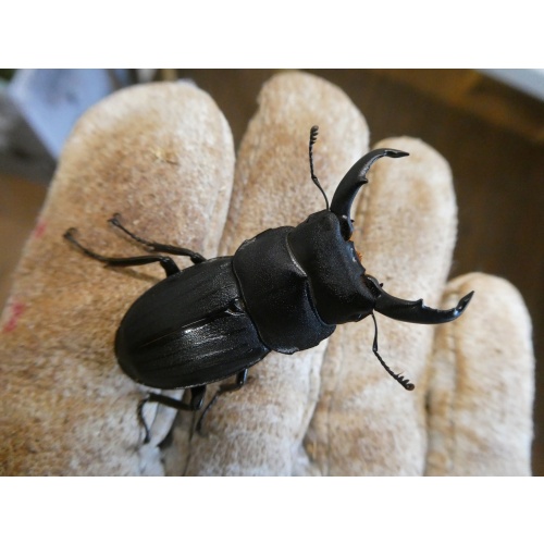 奄美大島産スジブトヒラタWD♂44ミリペア