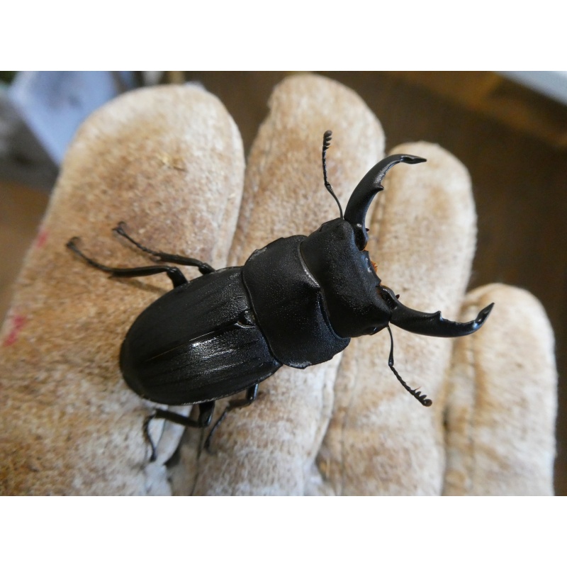 奄美大島産スジブトヒラタWD♂44ミリペア