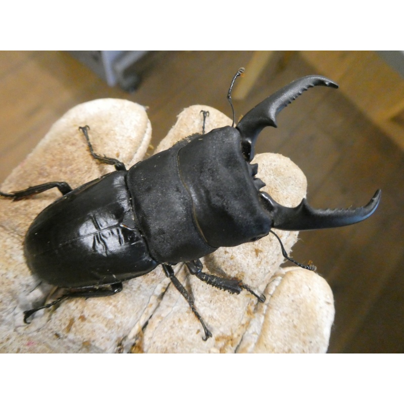 愛知県産本土ヒラタ♂72ミリペア