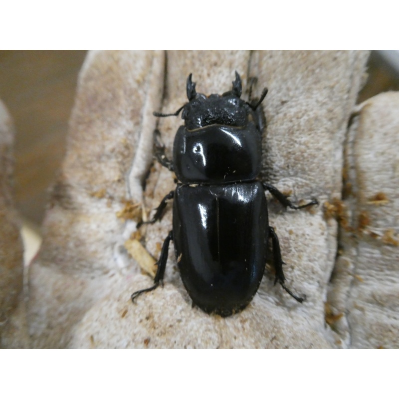 愛知県産本土ヒラタ♂72ミリペア