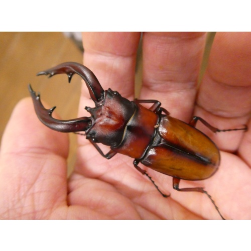 中之島産トカラノコギリ ♂65ミリペア