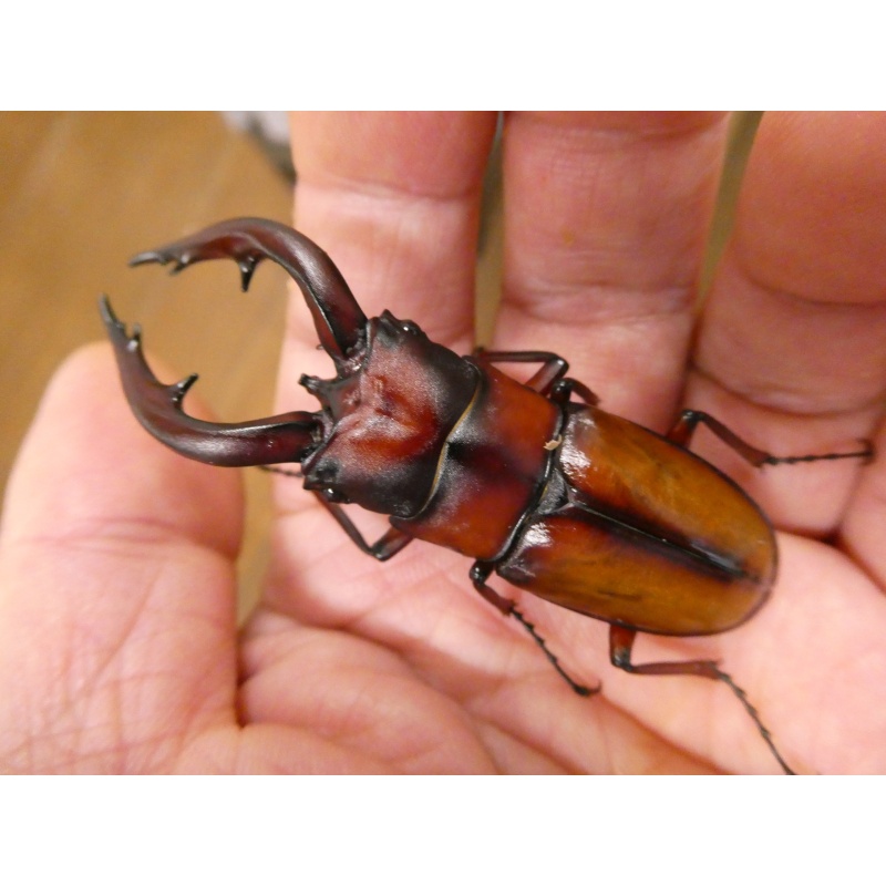 中之島産トカラノコギリ ♂65ミリペア