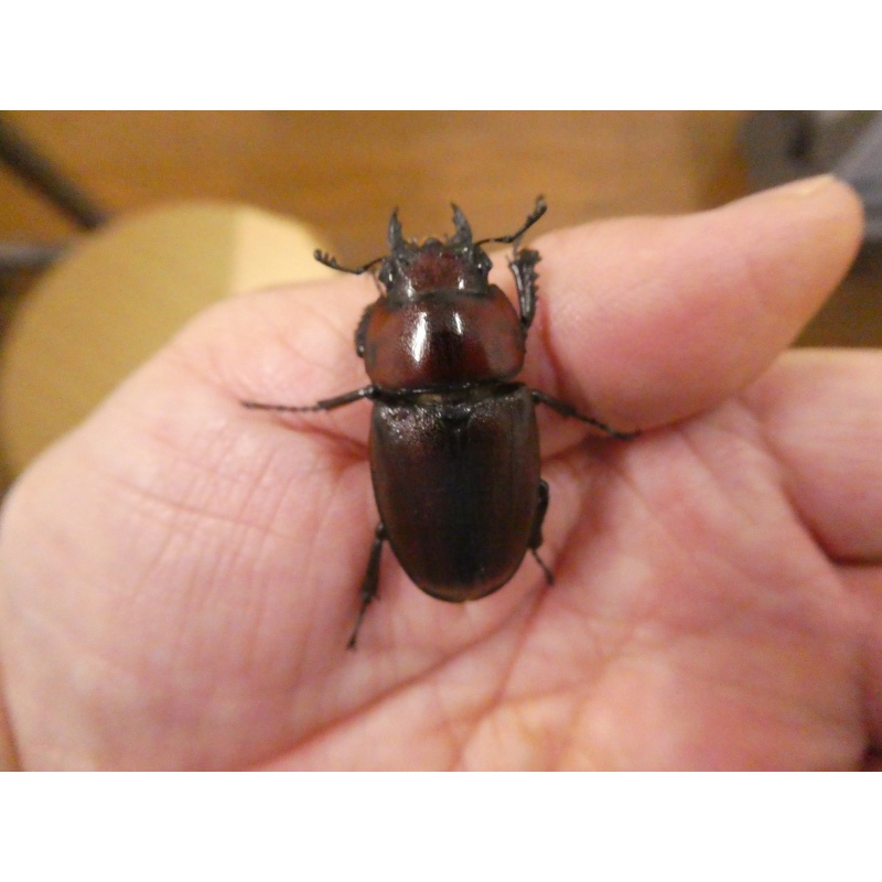 中之島産トカラノコギリ ♂65ミリペア