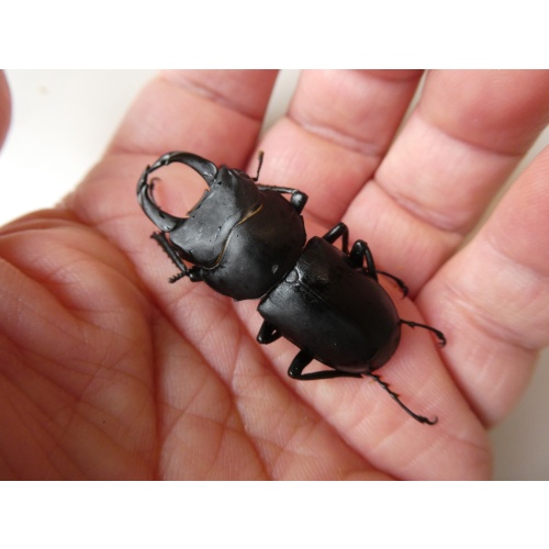 桧枝岐産ヒメオオクワガタWD ♂42ミリペア
